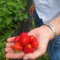 Aardbeien plukken Fruittuin Verbeek