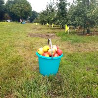 Zelf appels plukken Fruittuin Verbeek