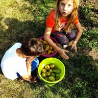Appels plukken Fruittuin Verbeek