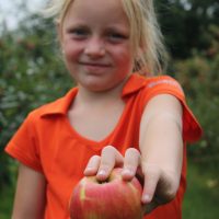 Appels plukken Fruittuin Verbeek